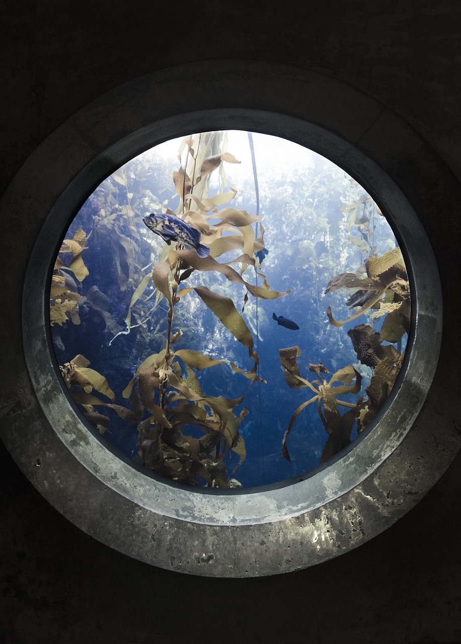 Image - portal fish aquarium