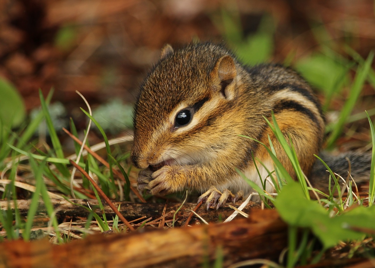 Image - chipmunk cute rodent wildlife baby