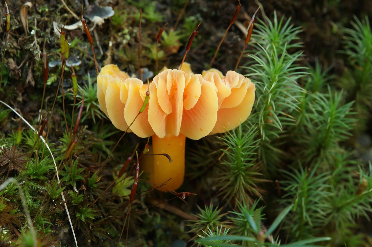 Image - mushroom fungus orange forest