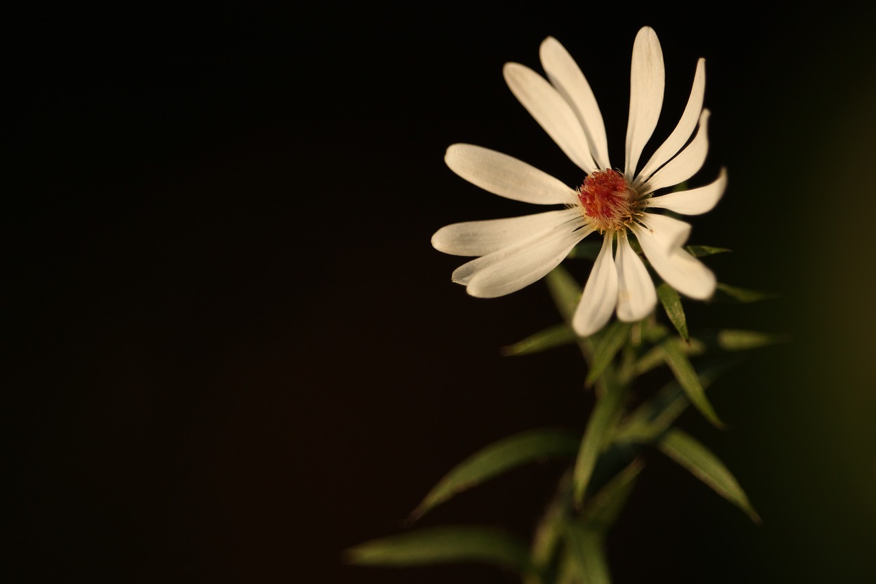 Image - flower daisy spring white blossom