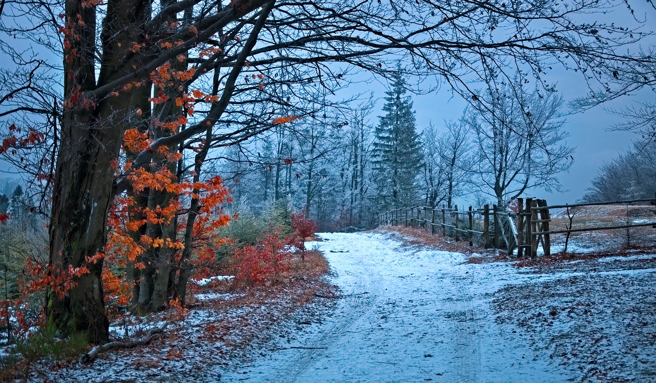 Image - way forest beskids winter snow