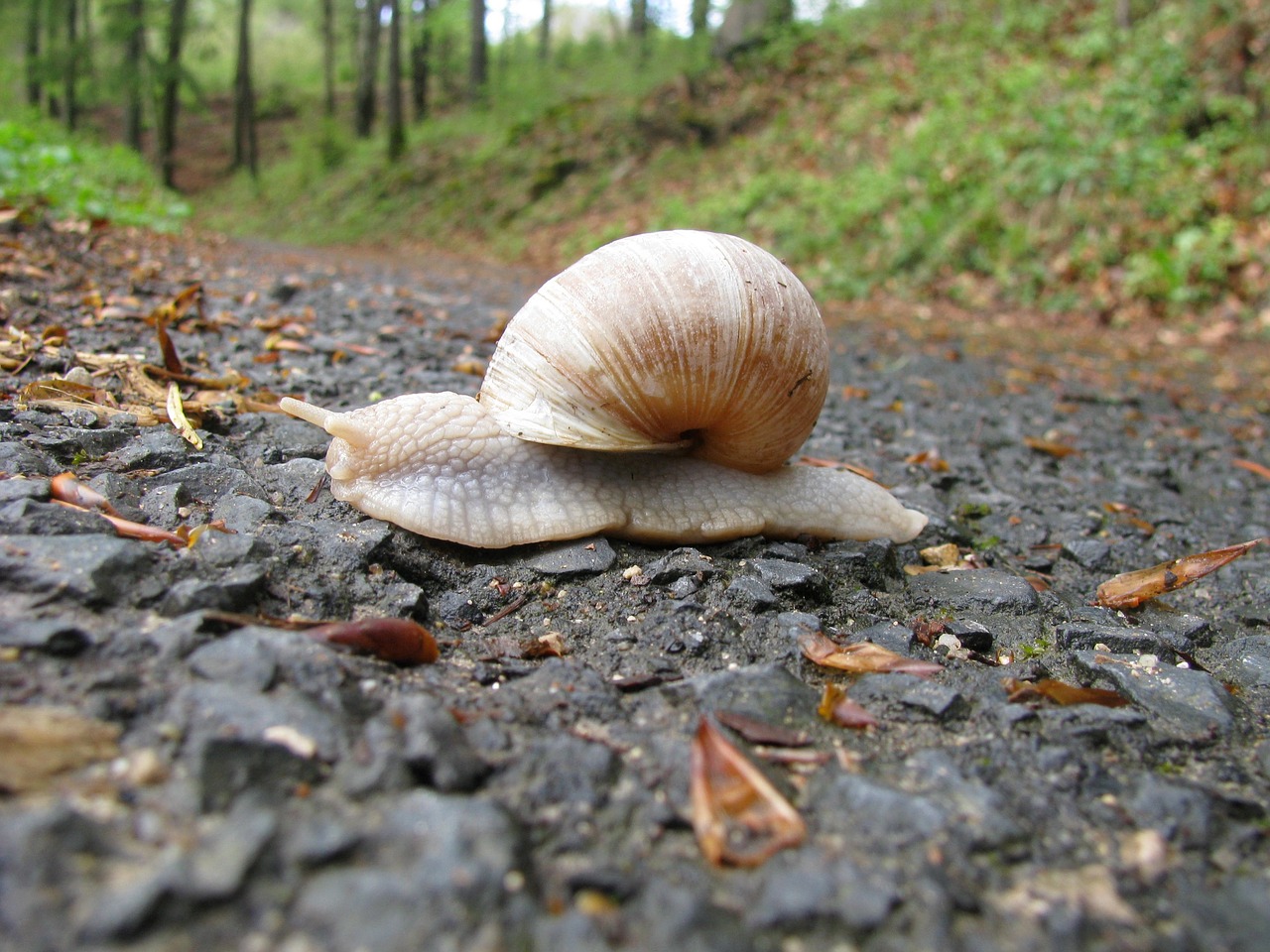 Image - snail forest path slowly