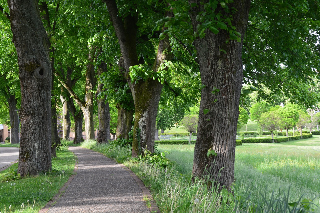 Image - park lindenallee trees avenue