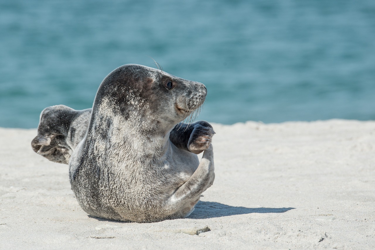 Image - grey seal halichoerus grypus