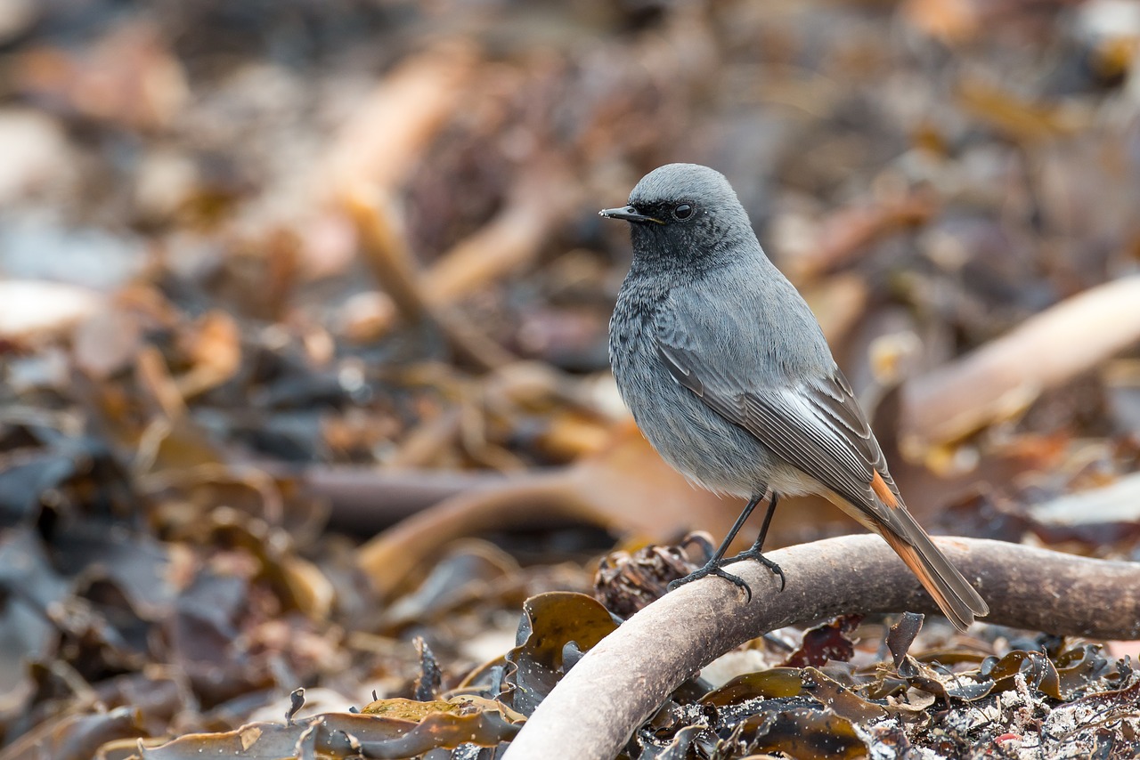 Image - black redstart phoenicurus ochruros