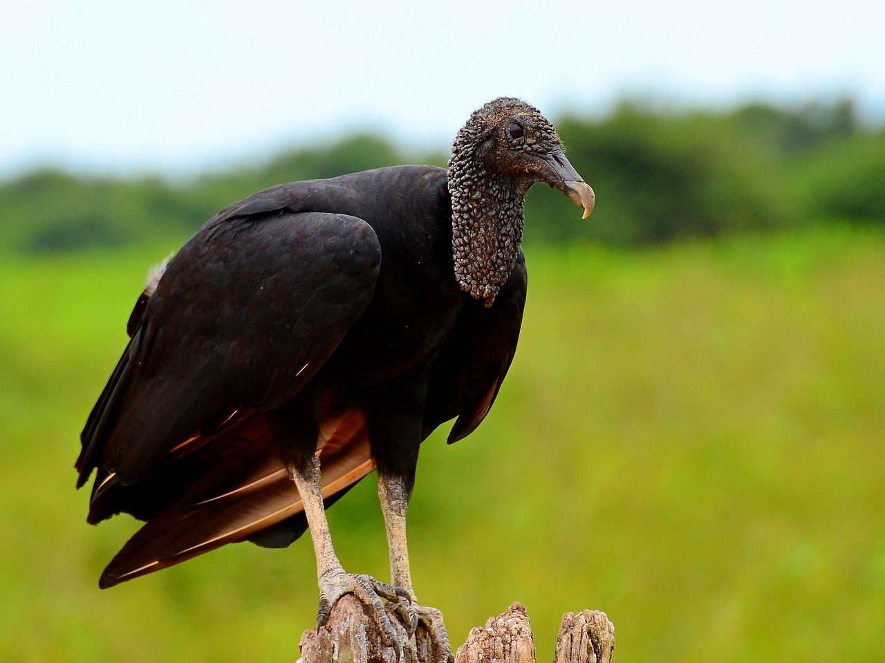 Image - vulture brazil the pantanal bird