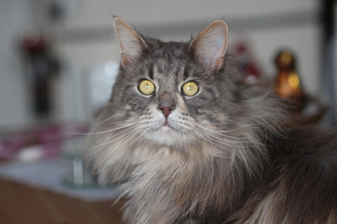 Image - maine coon cat breed cat long coat