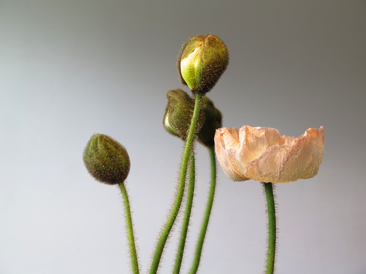 Image - spring flourished poppy nature