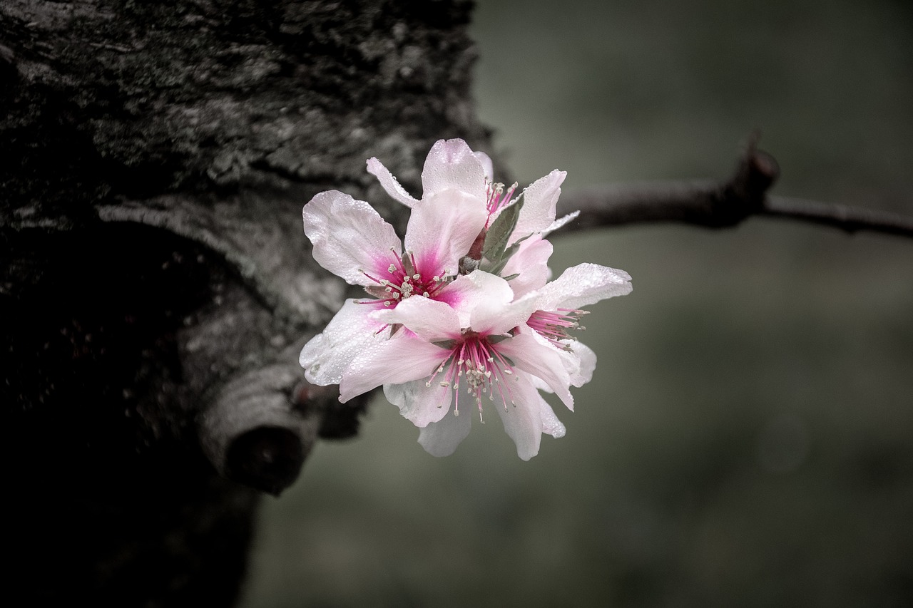 Image - flowers flower spring nature