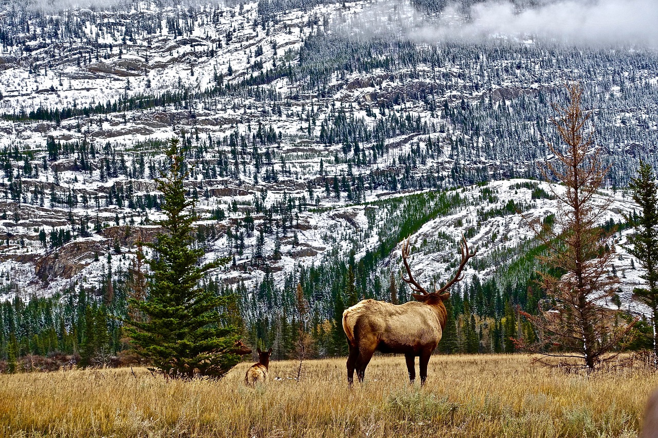 Image - wilderness mountains elk rockies