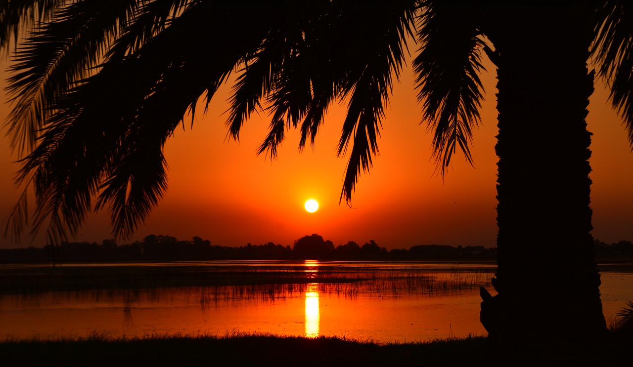 Image - sunset palm tree laguna landscape