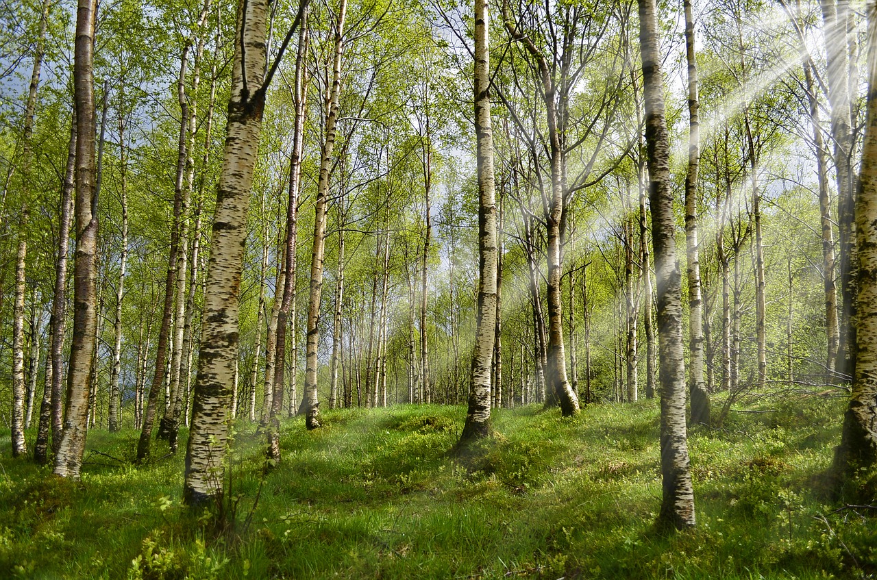 Image - forest birch spring sunbeam