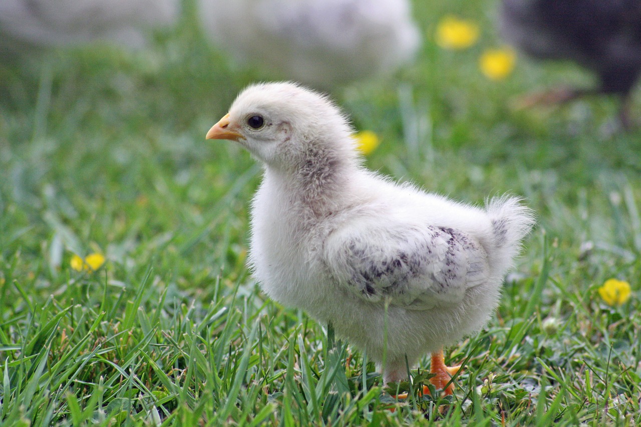 Image - chicks chicken easter spring small