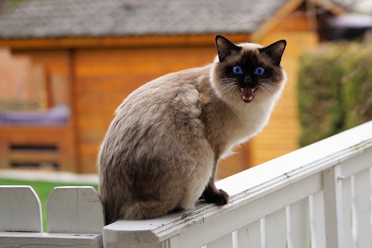 Image - siamese cat siam cat s eyes cat