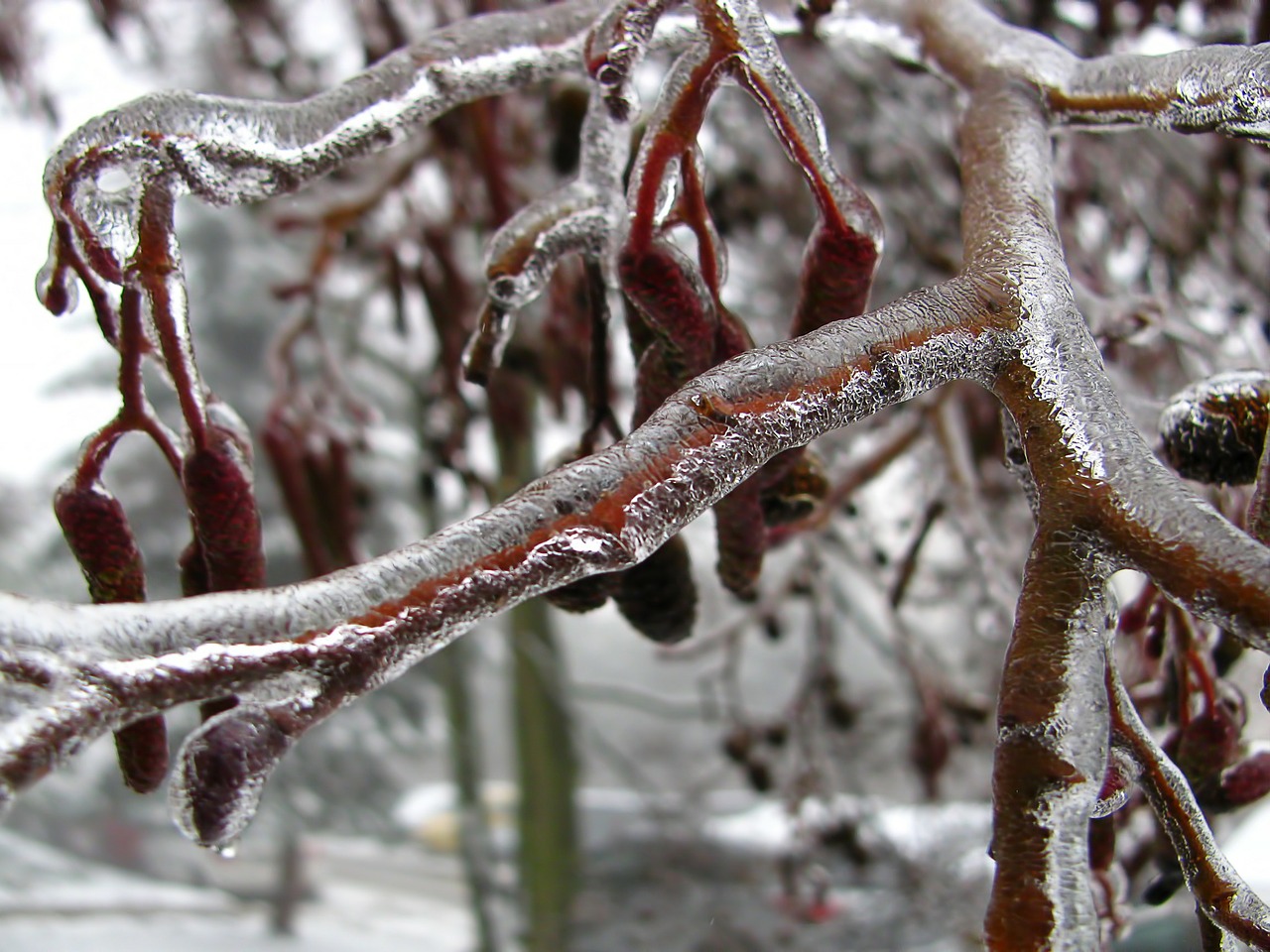 Image - winter tree branch bough ice