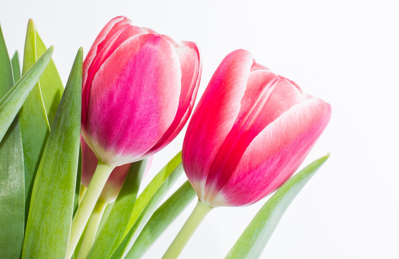 Image - tulips pair spring pink flamed