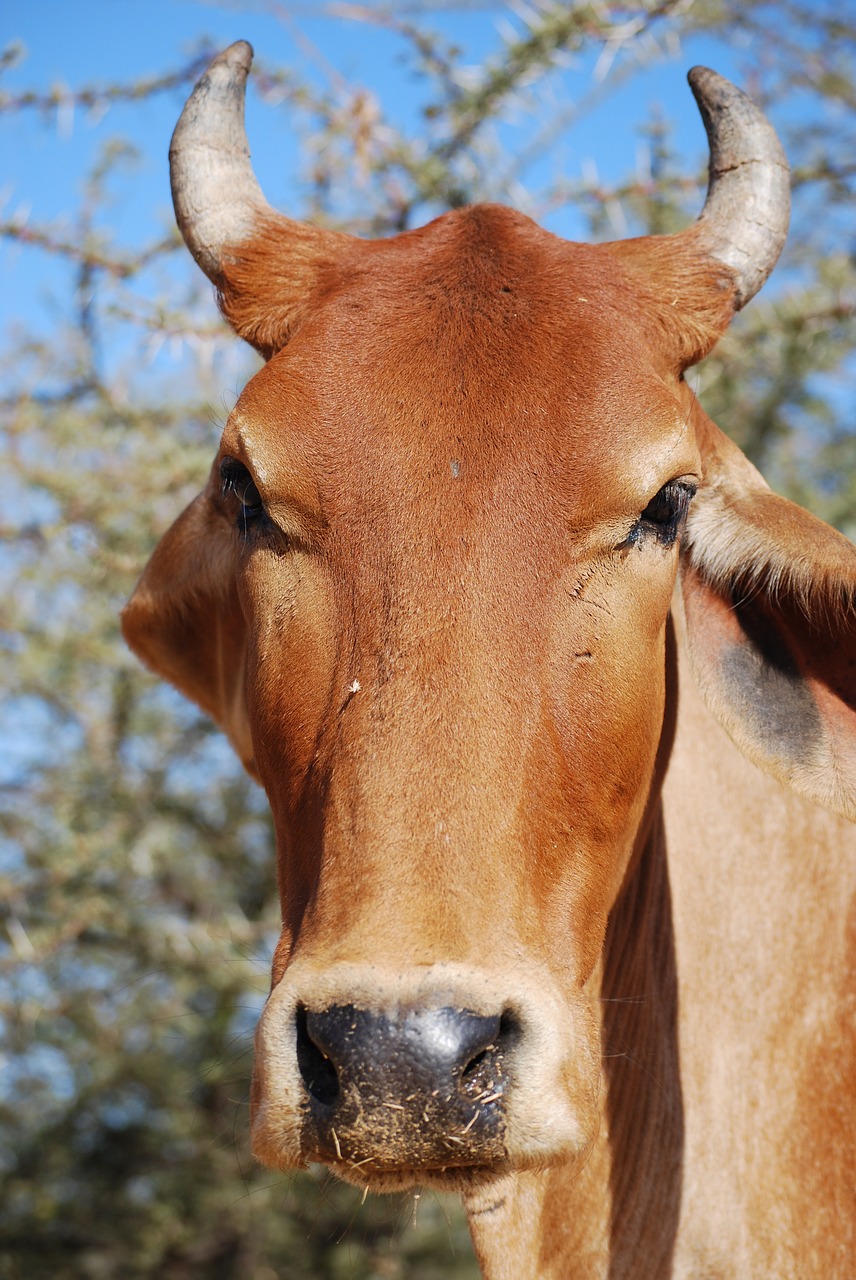 Image - cow holy india sacred animal asia