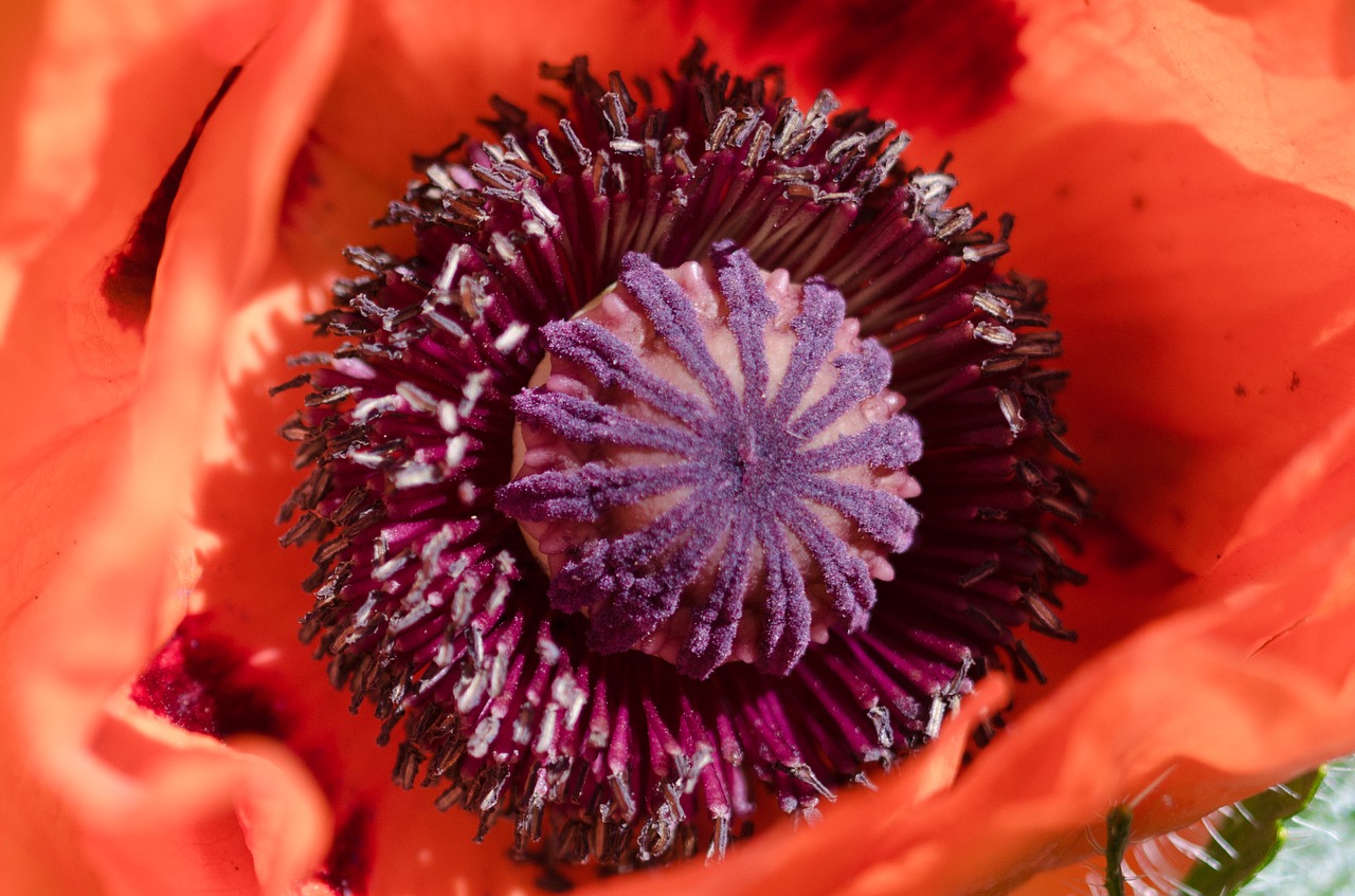 Image - poppy flower bud color summer