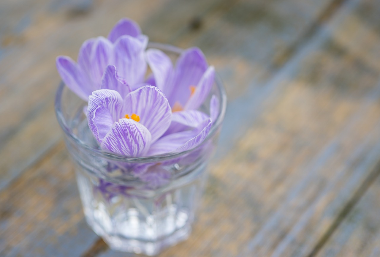 Image - crocus flower lilac purple violet