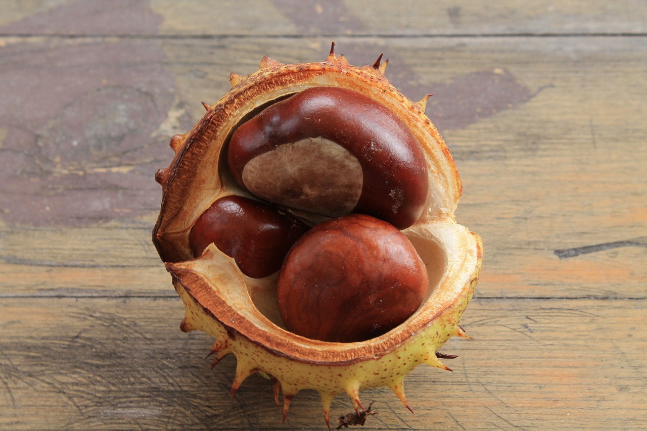 Image - chestnut prickly chestnut fruit