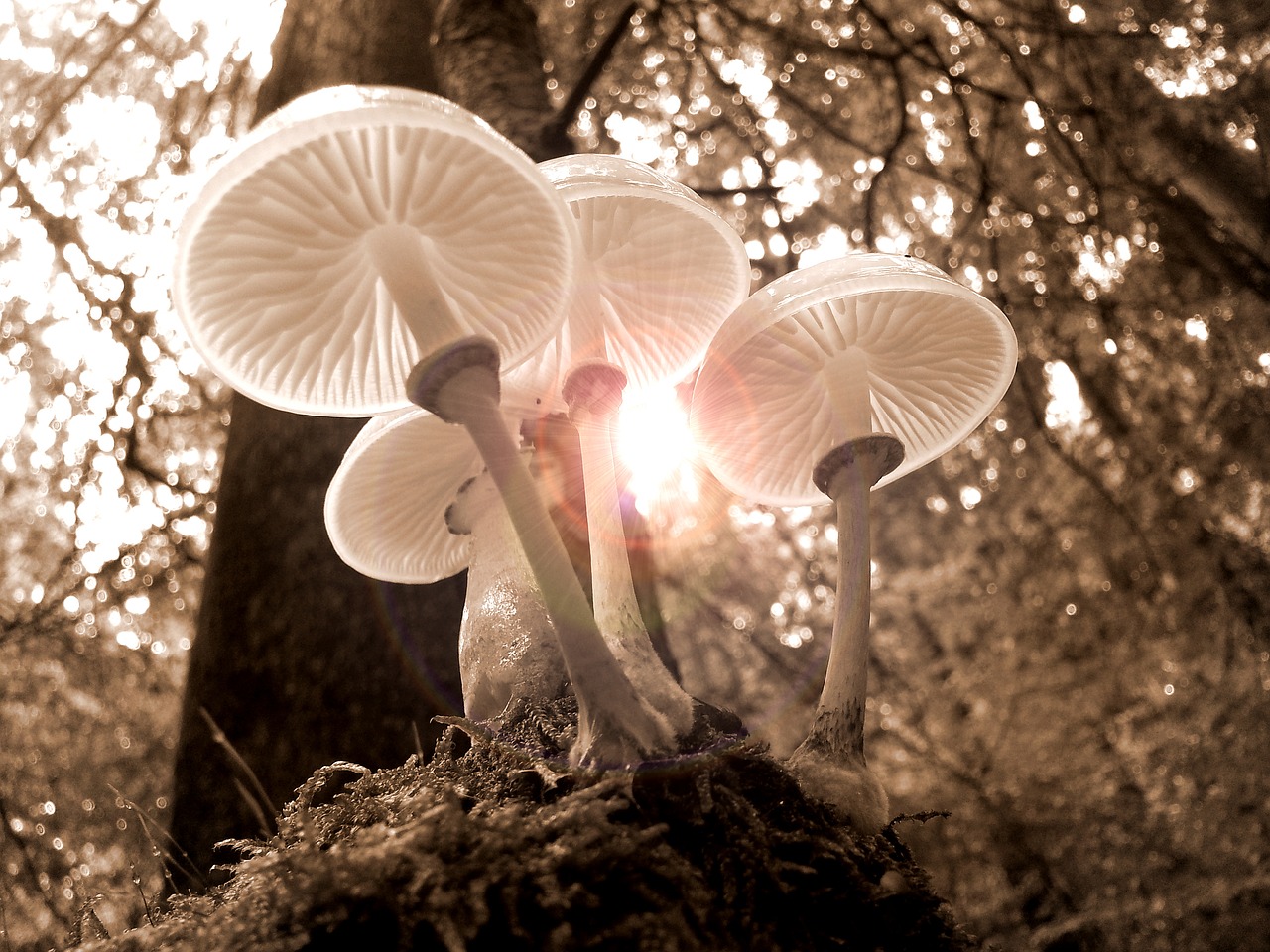 Image - forest mushrooms nature autumn
