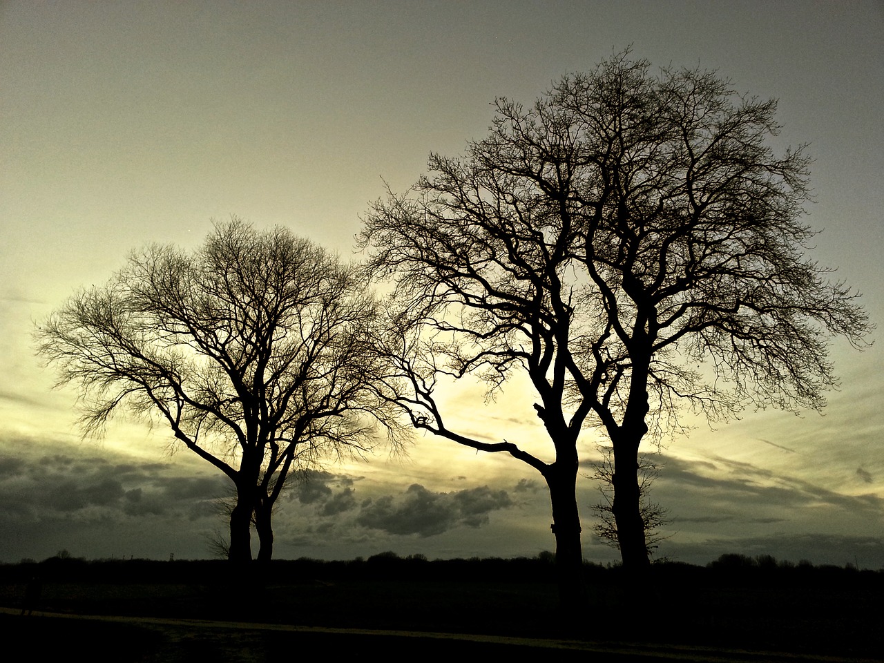 Image - trees landscape nature mood light