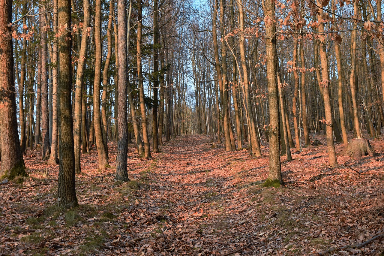 Image - forest west sunset spring nature