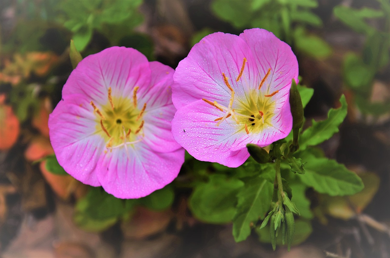 Image - texas primrose evening bug pink