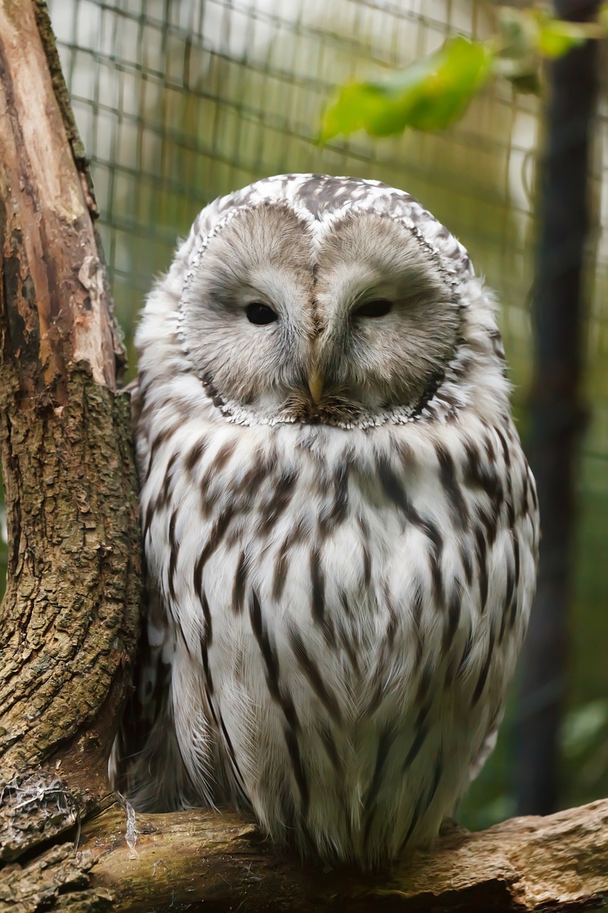 Image - animal beak bird branch carnivore