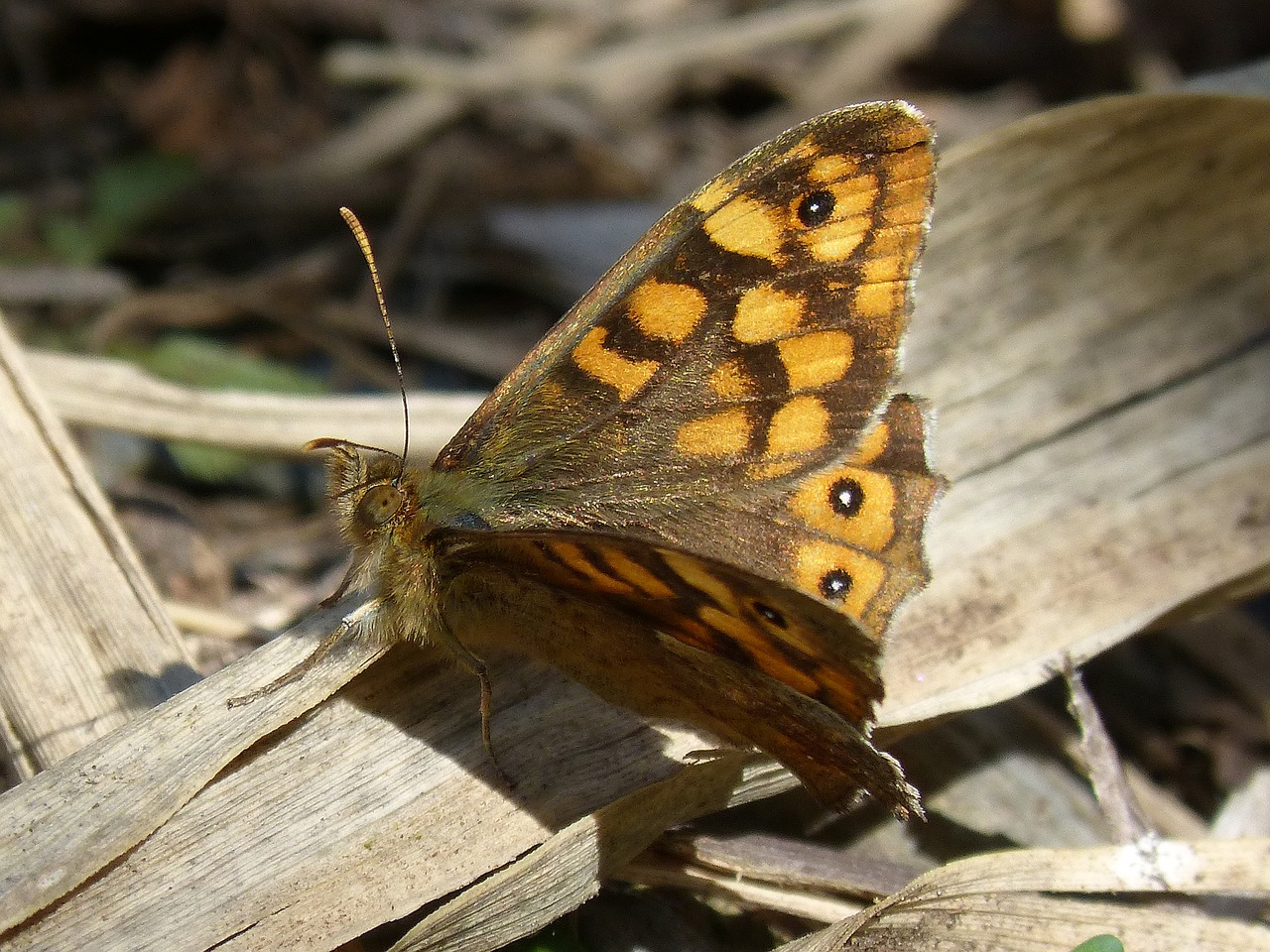 Image - butterfly backlight saltacercas