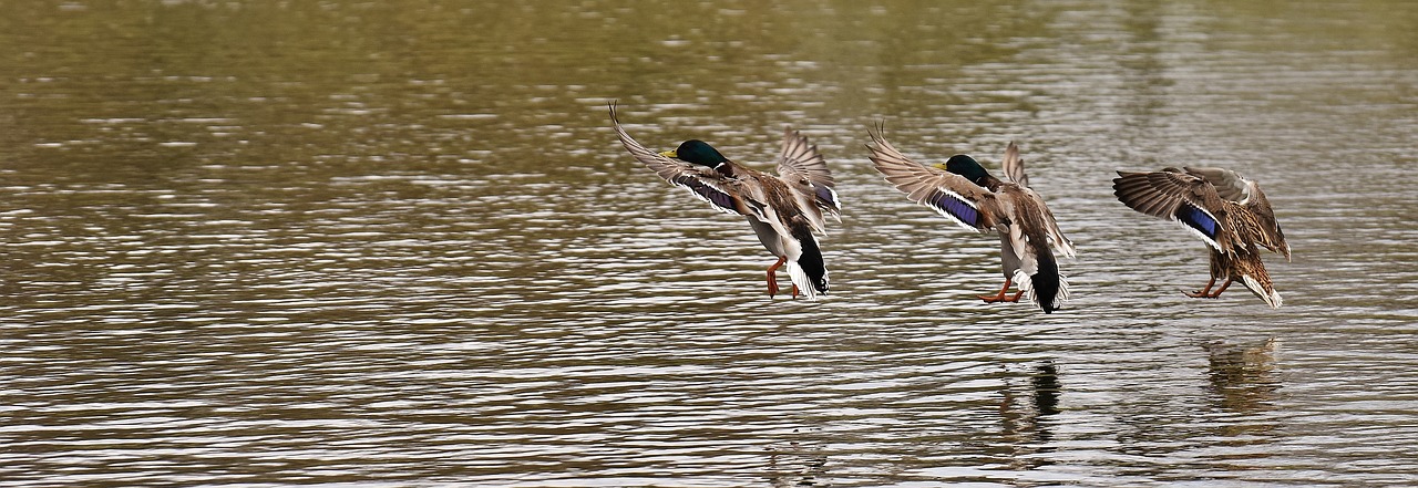 Image - ducks swarm landing water