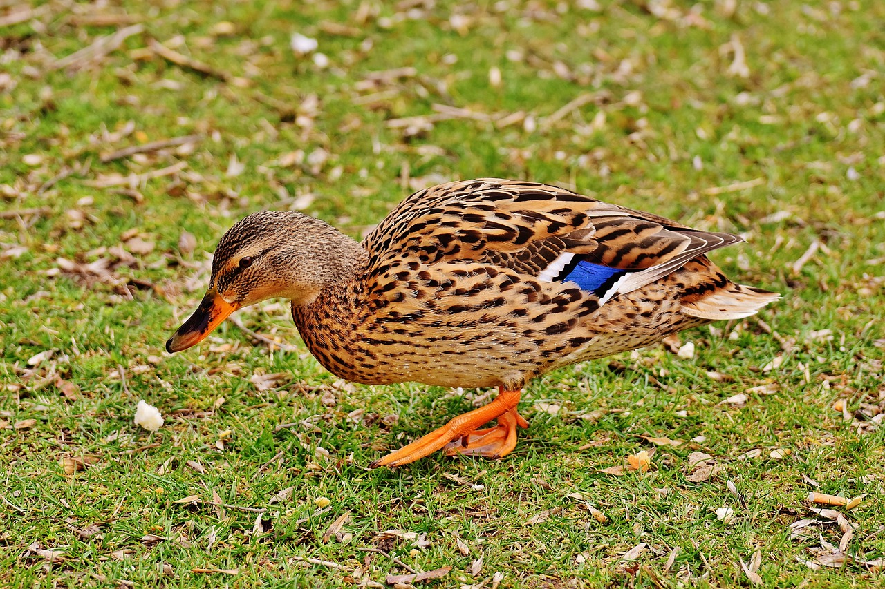 Image - mallard brown animal world plumage