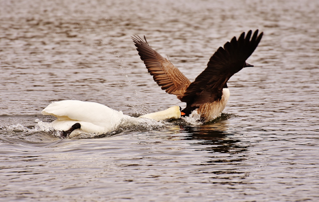 Image - swan bite wild goose argue