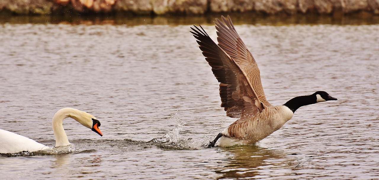 Image - swan wild goose hunt hunting birds