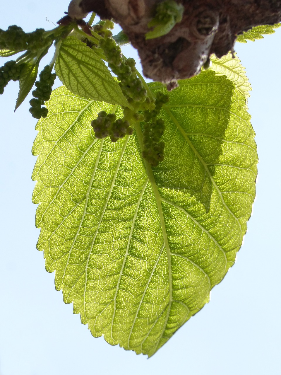 Image - leaf outbreak mulberry moral