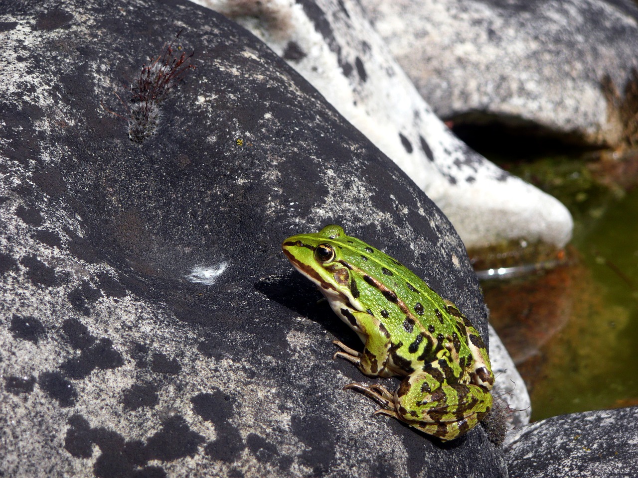 Image - frog water frog pond garden stone