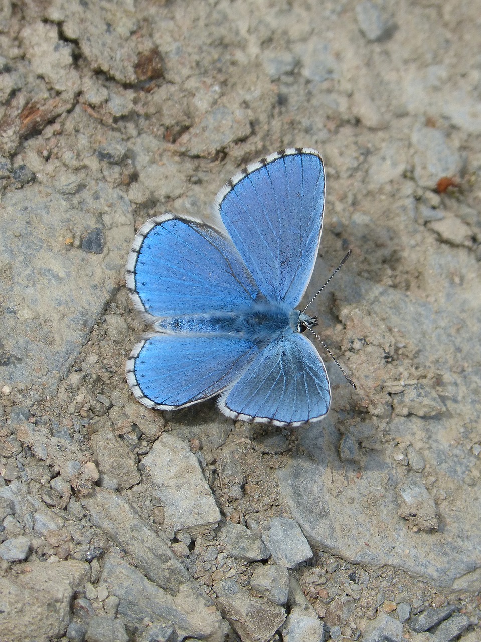 Image - butterfly blue butterfly