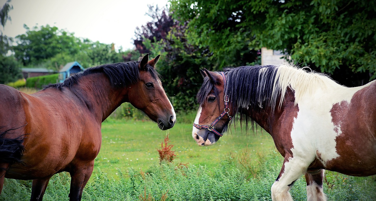 Image - horses equine equestrian animal