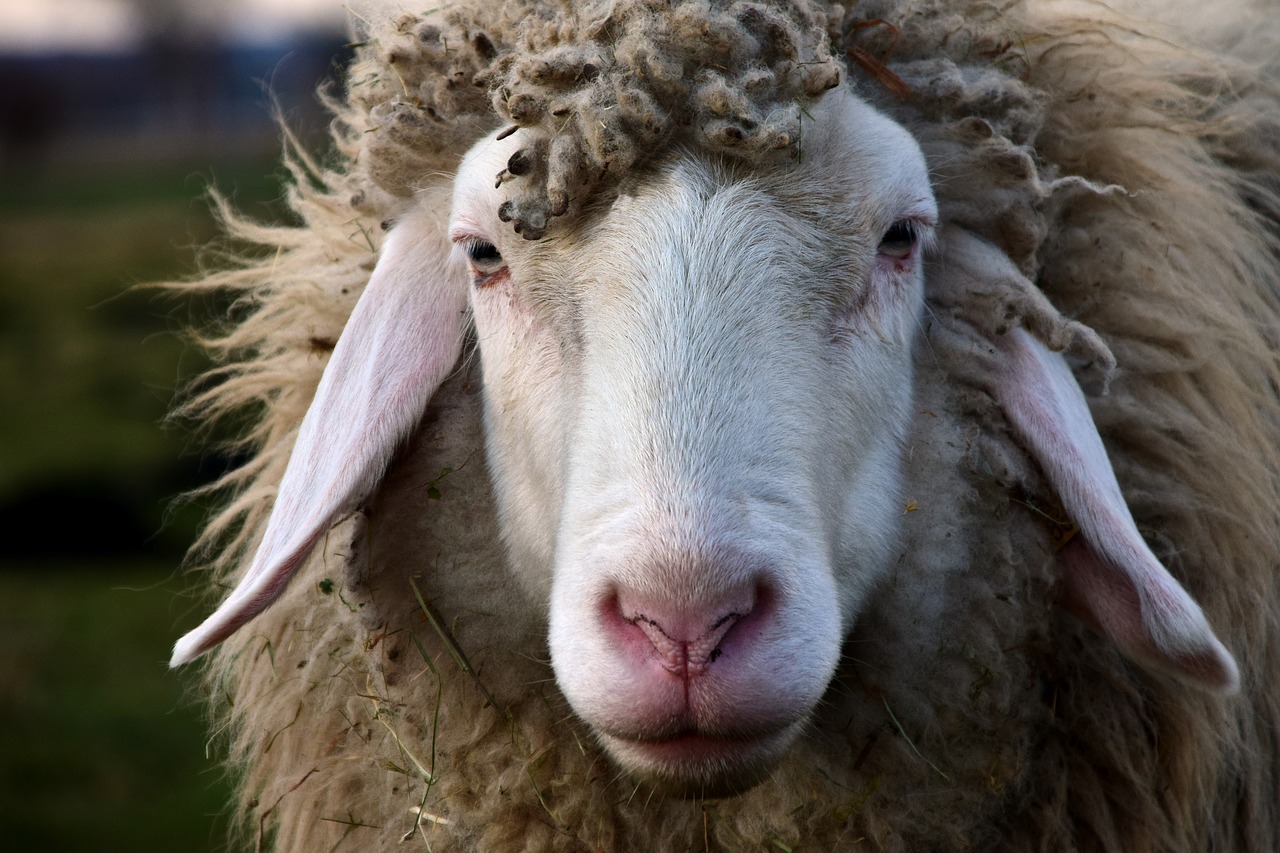 Image - sheep head sheepshead animal wool