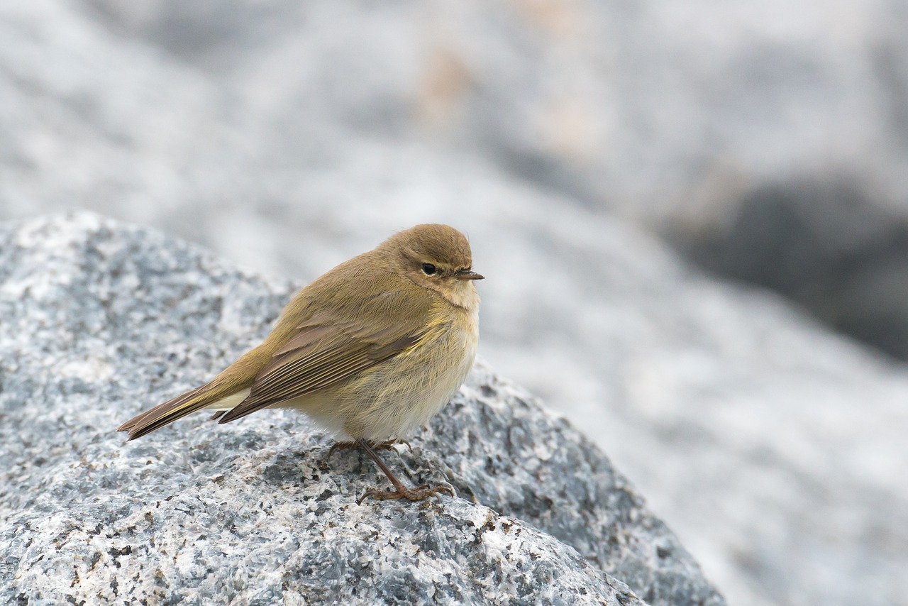 Image - chiffchaff bird willow warbler