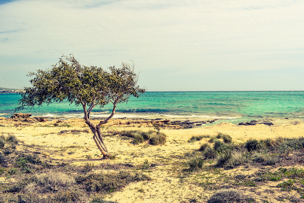 Image - tree dunes sea beach nature