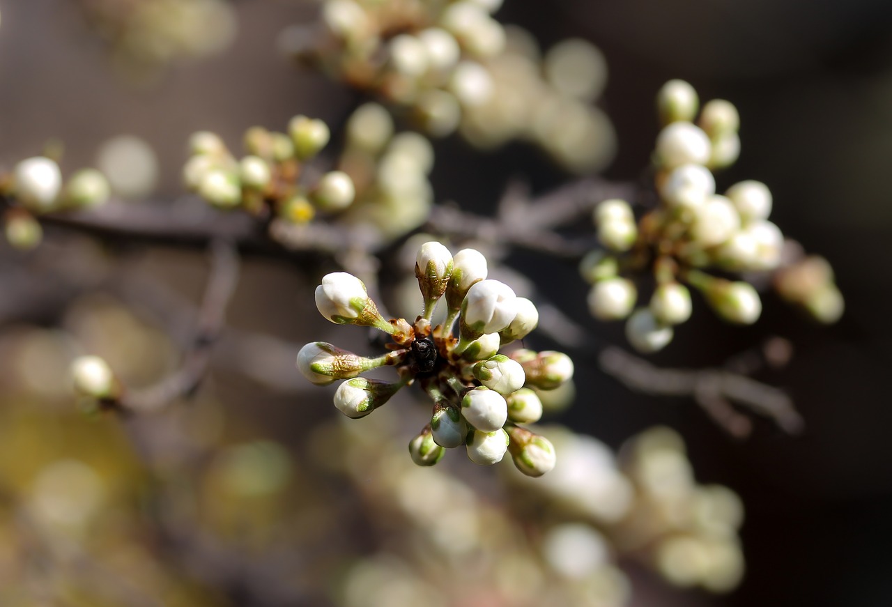 Image - sloe flower buds spring flower