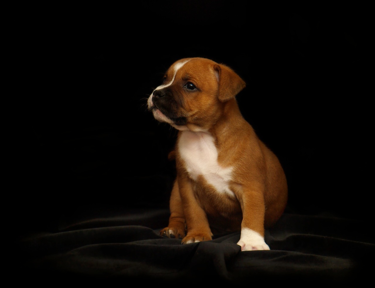 Image - puppy staffordshire bull terrier dog