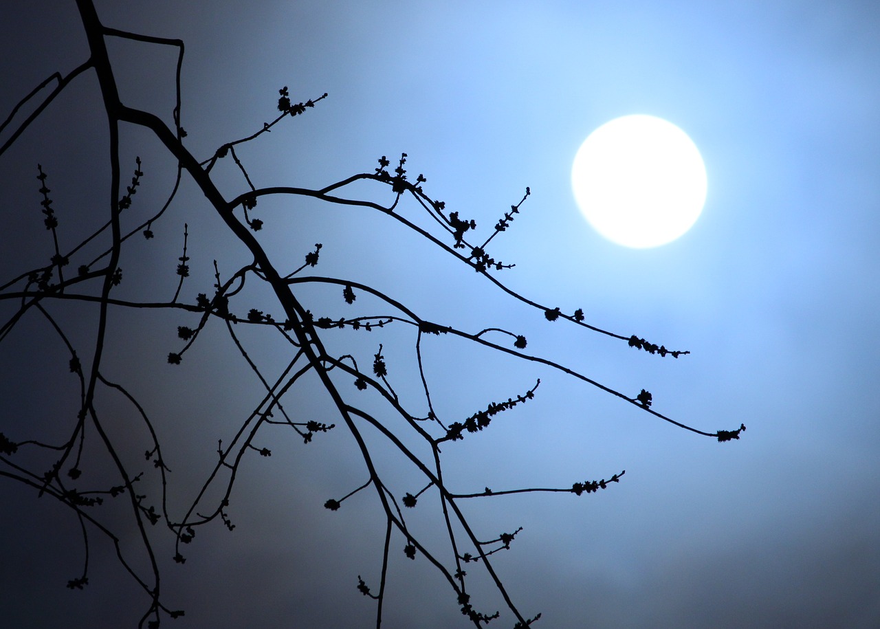 Image - moonlight branches silhouette night