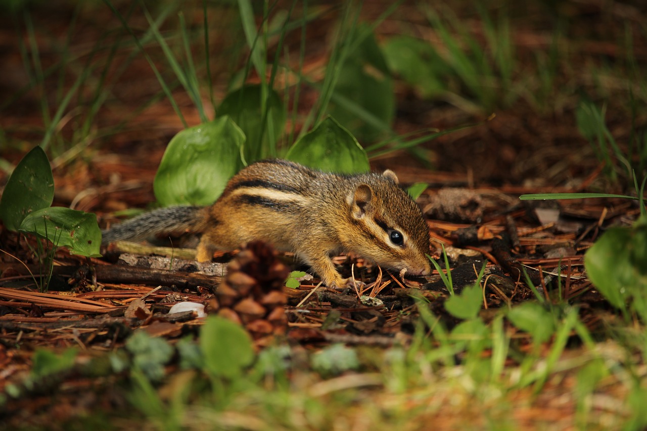 Image - chipmunk small rodent young