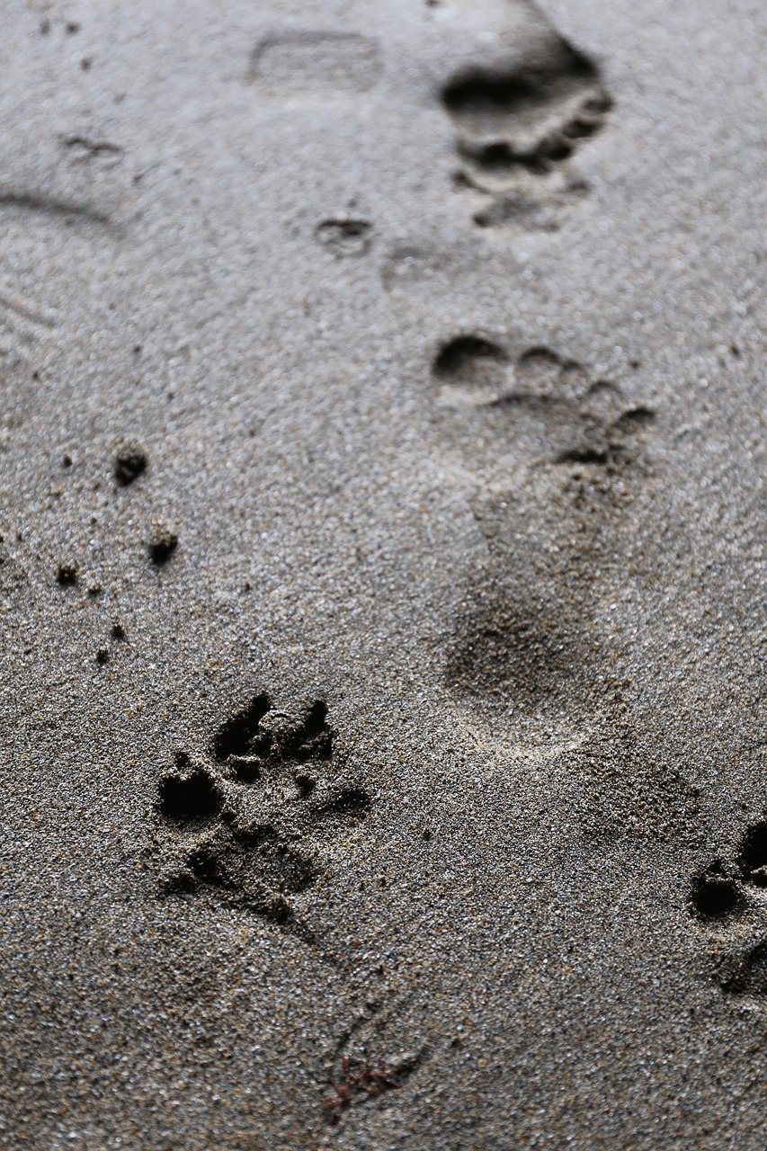 Image - footprint dog paw animal foot