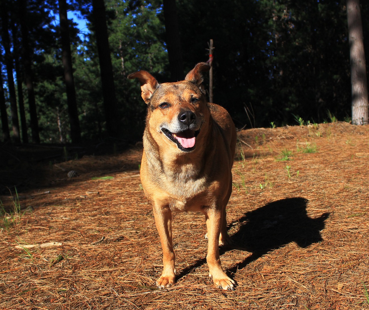 Image - dog forest nature animal young