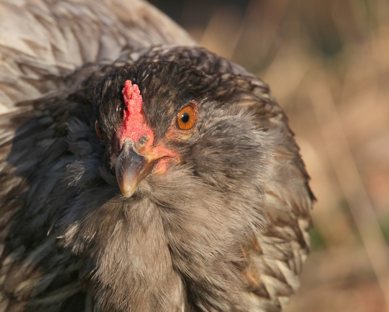 Image - chicken hen stare easter egger