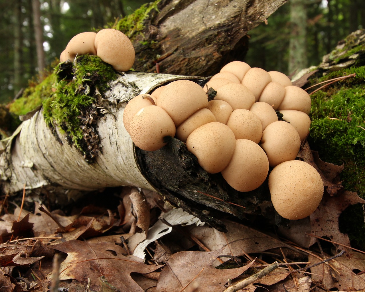 Image - mushrooms fungi forest woods