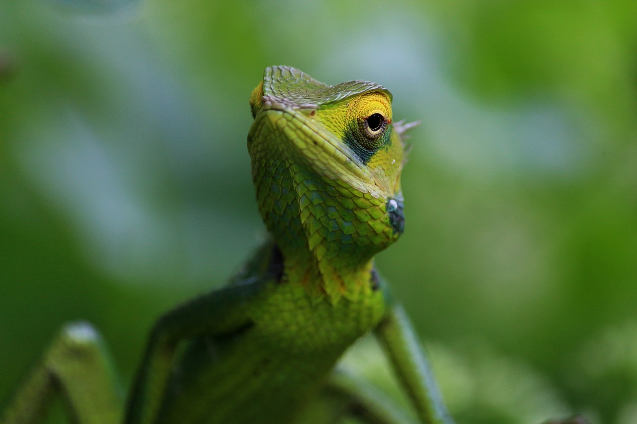 Image - chameleon animal wild wildlife
